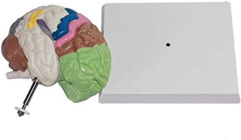 LAErper Öğretim Modeli, İnsan Beyin Anatomik Modeli-PVC Beyin Modeli / Baz Eğitici Kitleri Çalışma Kaynakları Anatomi Modeli-Çalışma
