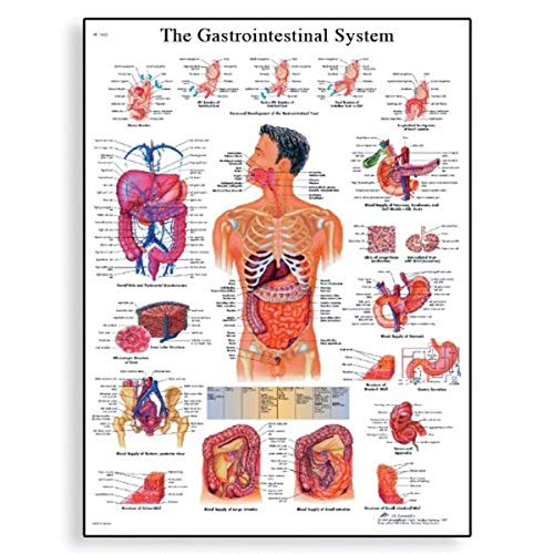 3B Bilimsel VR1422UU Parlak Kağıt Gastrointestinal Sistem Anatomik Tablosu, Poster Boyutu 20 Genişlik x 26 Yükseklik