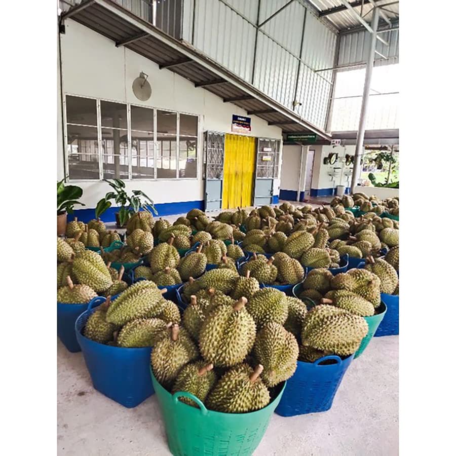 Yeni Set QN59 MyChan Kızarmış Durian Cips Sarı Çıtır OTOP Tayland Meyve 5 İn 1 Soğuk Formül Bitkisel Şampuan ve Saç Kremi DHL Tarafından