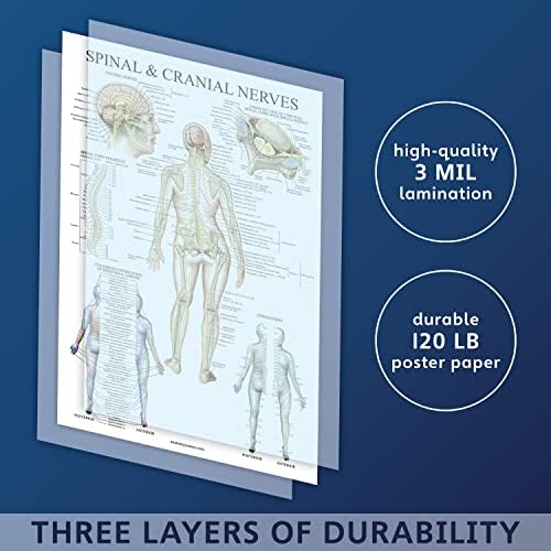 Palace Learning 4'lü Paket-Anatomik Poster Seti - Lamine-Kas, iskelet, Omurilik Sinirleri, Omuz Anatomisi-Anatomi Grafik Seti (LAMİNE,