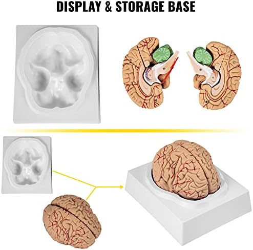 VEVOR insan beyin modeli Anatomisi 9 Parçalı Beyin Modeli Yaşam boyu insan beyni Anatomik Modeli w/Teşhir Tabanı ve Renk Kodlu Arter