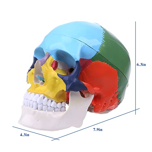 Beyin ile ASINTOD İnsan Renk Kafatası Modeli, yaşam Boyutu Anatomik Modeli, renk Kodlu Bölümlenmiş Kafatası, 8 Bölüm Beyin İnsan Kafatası