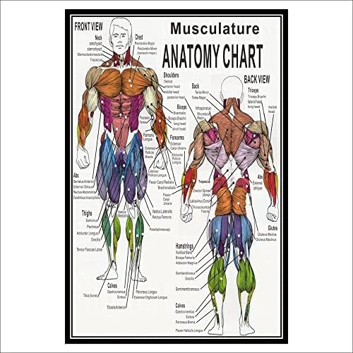 GatherTOOL 1 PC Kas Sistemi Anatomik Poster Kas Anatomisi Grafik Anatomik Grafik İnsan Vücudu Eğitim için İnsan Anatomisi Poster (Renk: