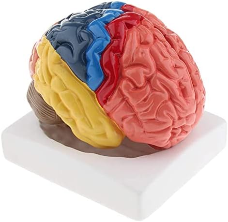 LAErper Öğretim Modeli, Anatomik İnsan Beyin Modeli Okul Eğitim Anatomi Tıbbi İnsan Beyin (Boyut : 16.5x14.7 cm) Anatomi Biyoloji (Boyut