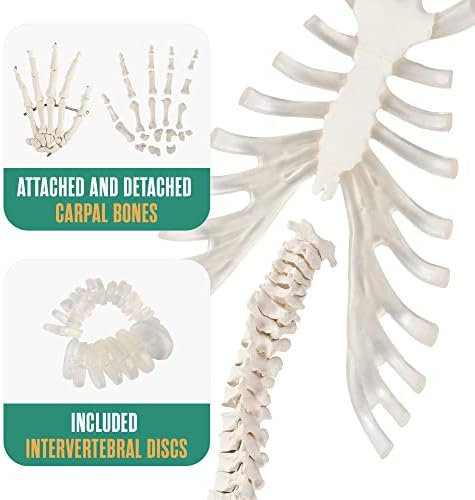 Houseables Disarticulated Human Skeleton, Tam Demonte Anatomik Model, Yaşam Boyu, 62 Yükseklik, Plastik, Postersiz, Kafatası, Kemikler,