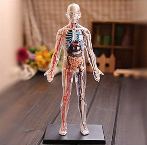 PSVOD Gövde ve İskelet Modelleri Anatomik, İnsan Anatomisi Montaj Modeli, 1:6 Tüm Vücut Şeffaf Ayrılabilir Gövde İç Organları Nörovasküler